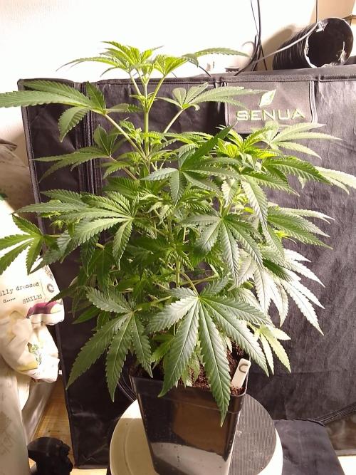 AMNESIA HAZE GO FAST kannabia seed's. Week 10