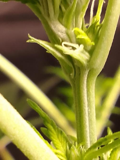 AMNESIA HAZE GO FAST kannabia seed's. Week 10