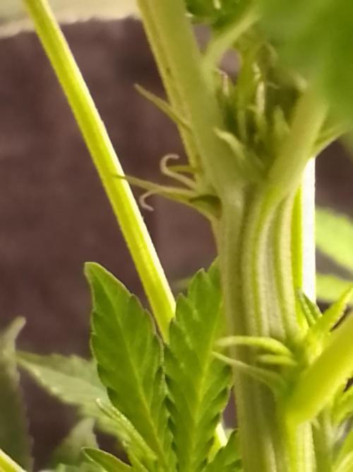 AMNESIA HAZE GO FAST kannabia seed's. Week 10