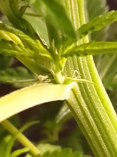 AMNESIA HAZE GO FAST kannabia seed's. Week 10