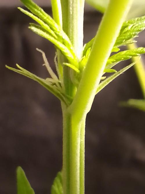 AMNESIA HAZE GO FAST kannabia seed's. Week 10