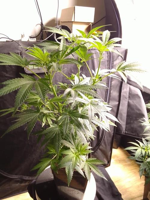 AMNESIA HAZE GO FAST kannabia seed's. Week 10