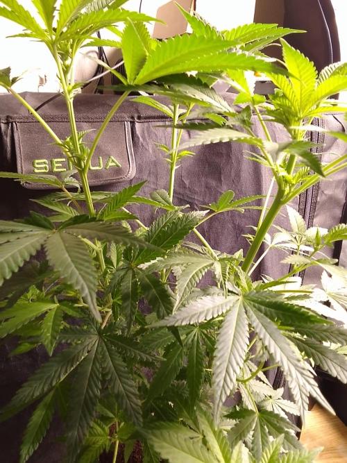 AMNESIA HAZE GO FAST kannabia seed's. Week 10