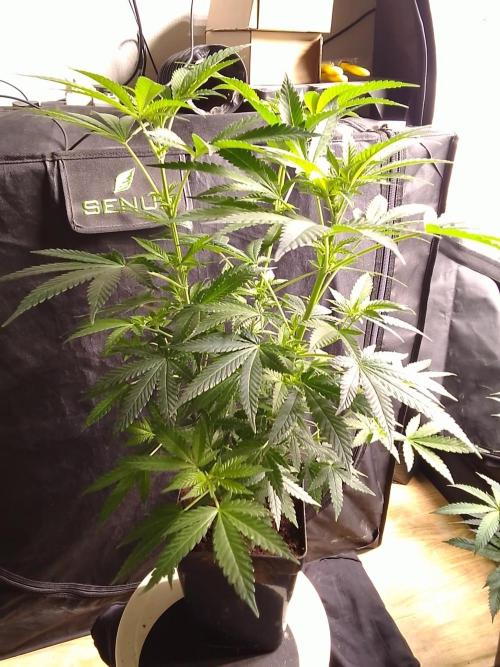 AMNESIA HAZE GO FAST kannabia seed's. Week 10