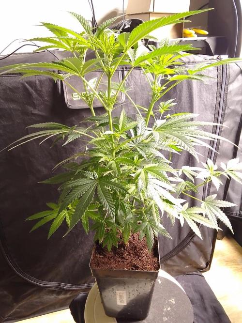 AMNESIA HAZE GO FAST kannabia seed's. Week 10