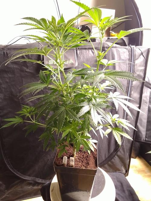AMNESIA HAZE GO FAST kannabia seed's. Week 10