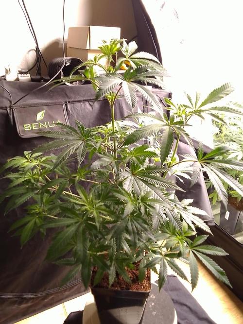 AMNESIA HAZE GO FAST kannabia seed's. Week 10