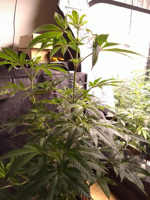 AMNESIA HAZE GO FAST kannabia seed's. Week 10