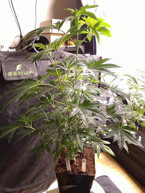 AMNESIA HAZE GO FAST kannabia seed's. Week 10