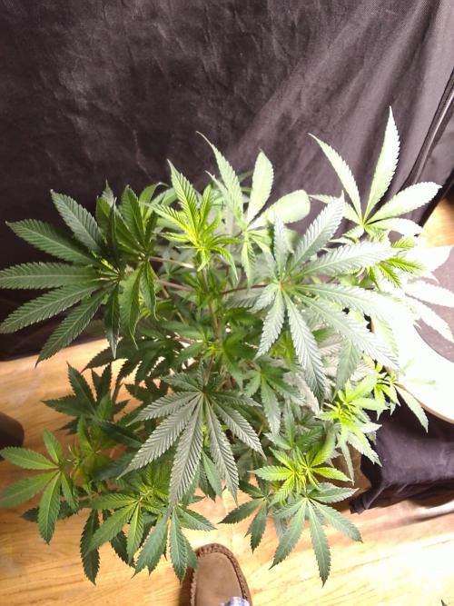AMNESIA HAZE GO FAST kannabia seed's. Week 10