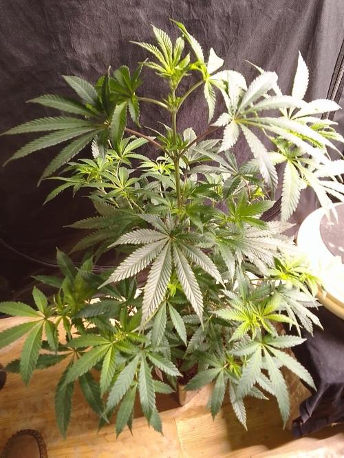 AMNESIA HAZE GO FAST kannabia seed's. Week 10