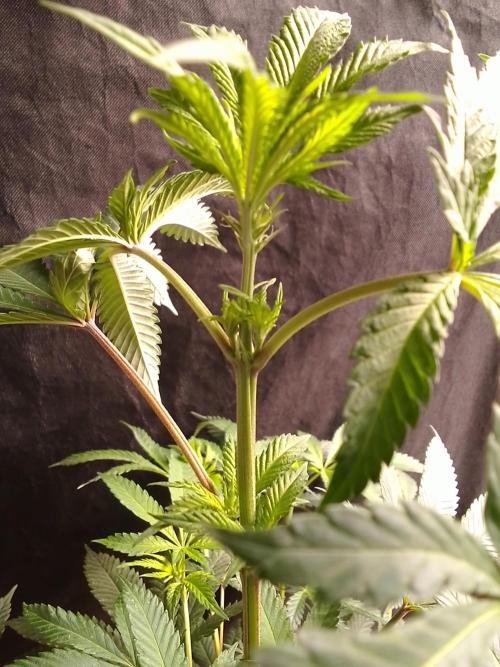 AMNESIA HAZE GO FAST kannabia seed's. Week 10