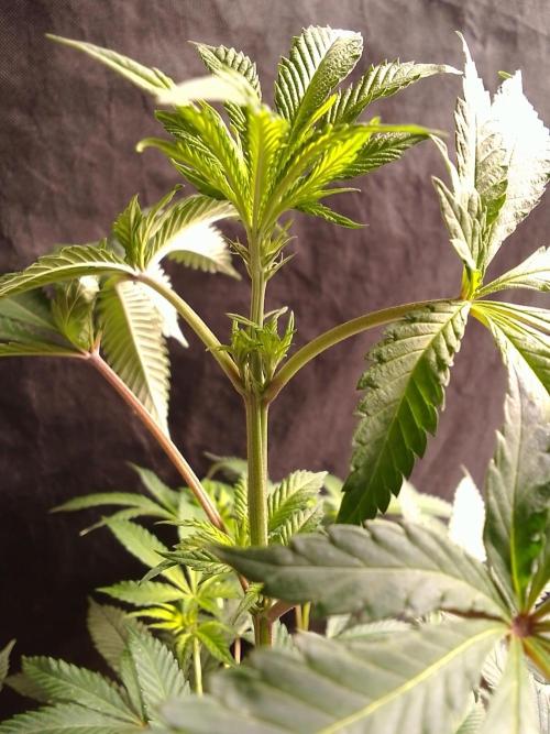 AMNESIA HAZE GO FAST kannabia seed's. Week 10
