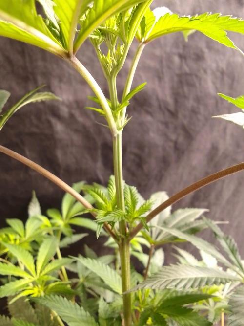 AMNESIA HAZE GO FAST kannabia seed's. Week 10