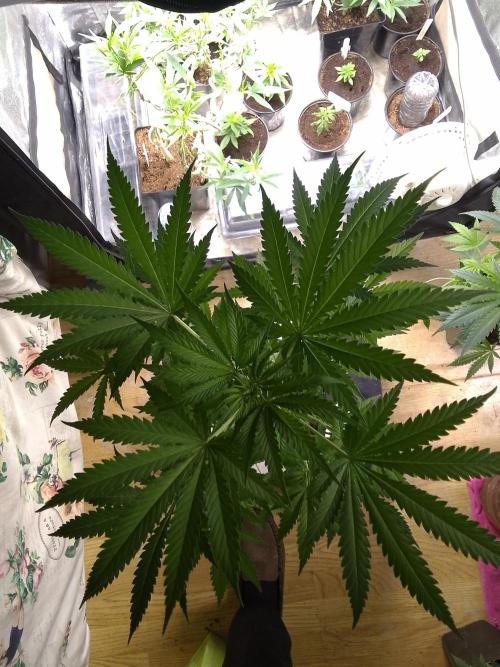 SUNSET SHERBET GO FAST. Week 6