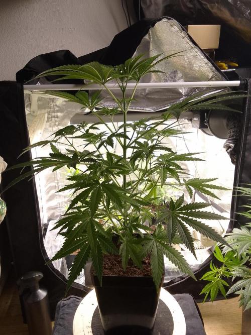 SUNSET SHERBET GO FAST. Week 6