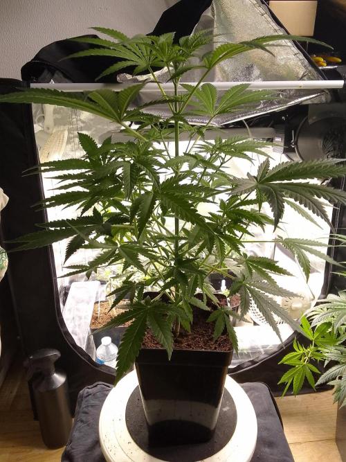 SUNSET SHERBET GO FAST. Week 6