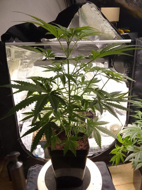 SUNSET SHERBET GO FAST. Week 6