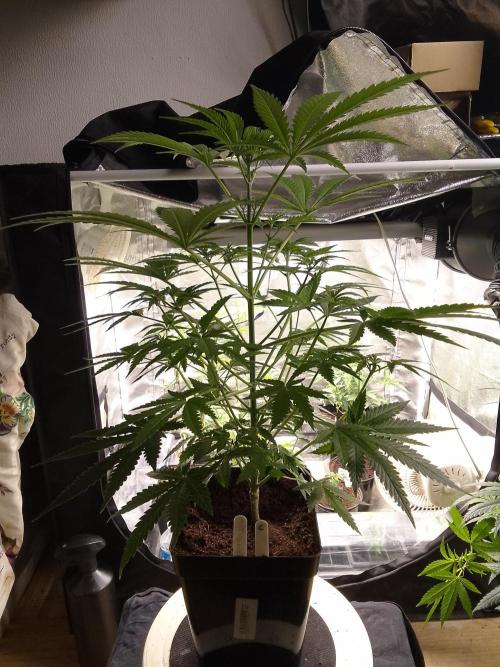 SUNSET SHERBET GO FAST. Week 6