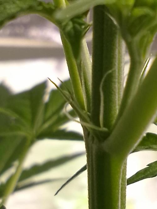 SUNSET SHERBET GO FAST. Week 6