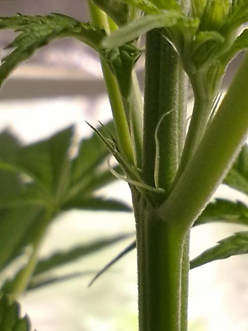 SUNSET SHERBET GO FAST. Week 6