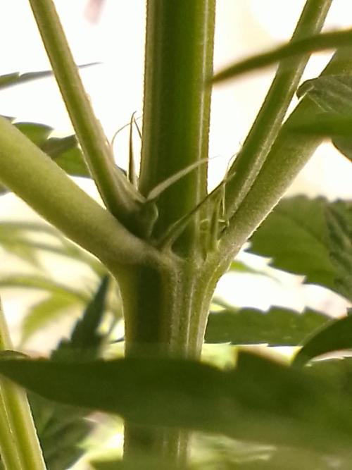 SUNSET SHERBET GO FAST. Week 6