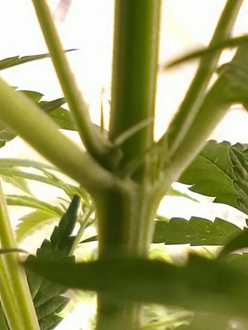 SUNSET SHERBET GO FAST. Week 6