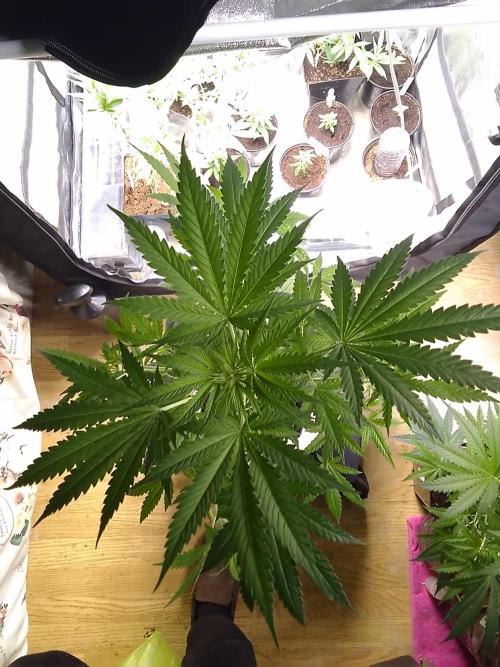 SUNSET SHERBET GO FAST. Week 6