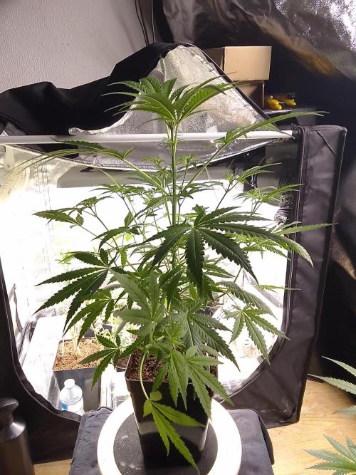 SUNSET SHERBET GO FAST. Week 6