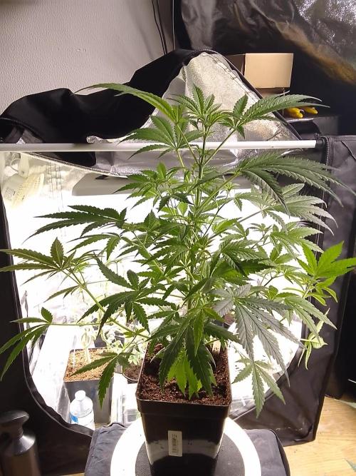 SUNSET SHERBET GO FAST. Week 6