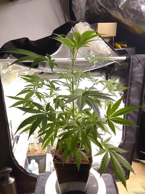 SUNSET SHERBET GO FAST. Week 6