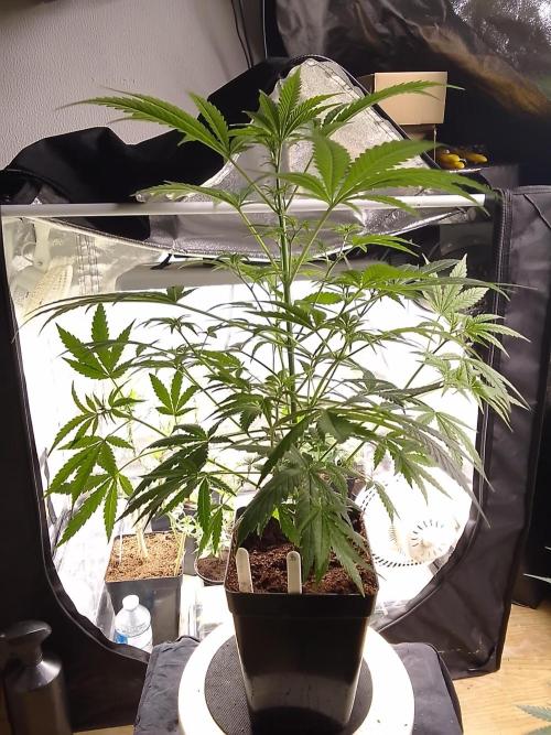 SUNSET SHERBET GO FAST. Week 6