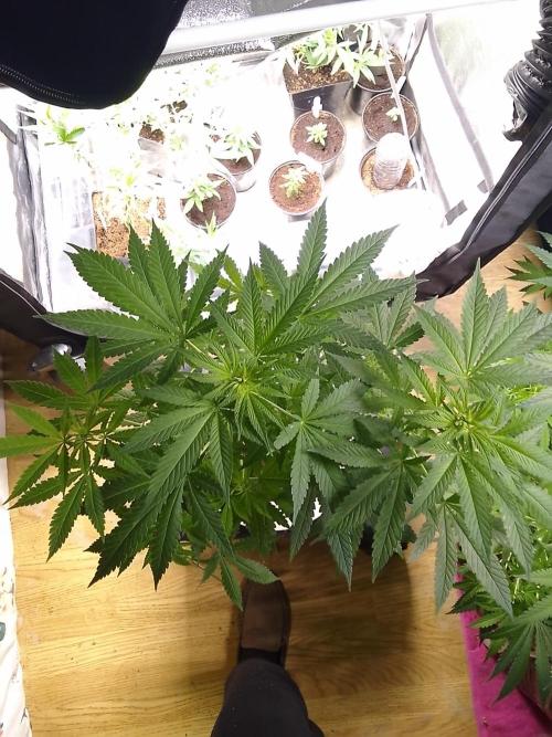 SUNSET SHERBET GO FAST. Week 6