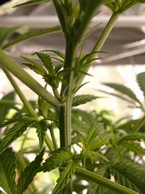 SUNSET SHERBET GO FAST. Week 6