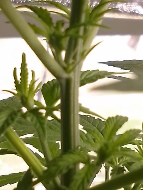 SUNSET SHERBET GO FAST. Week 6