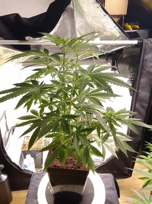 SUNSET SHERBET GO FAST. Week 6
