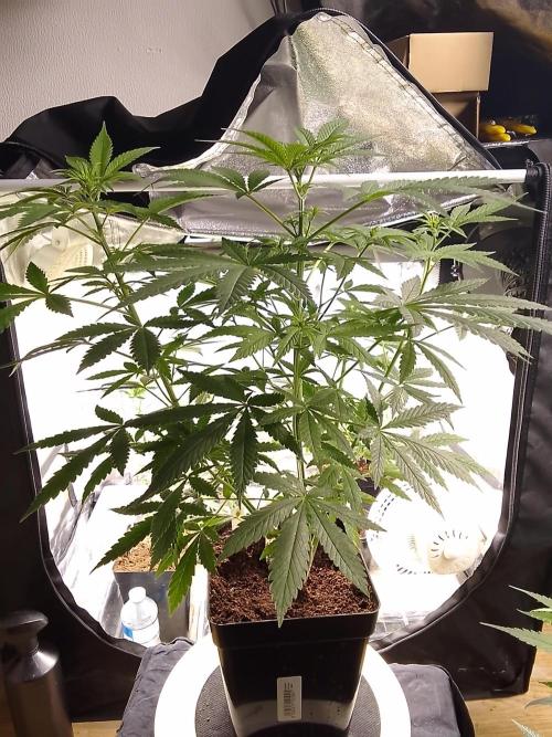 SUNSET SHERBET GO FAST. Week 6
