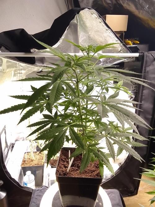 SUNSET SHERBET GO FAST. Week 6