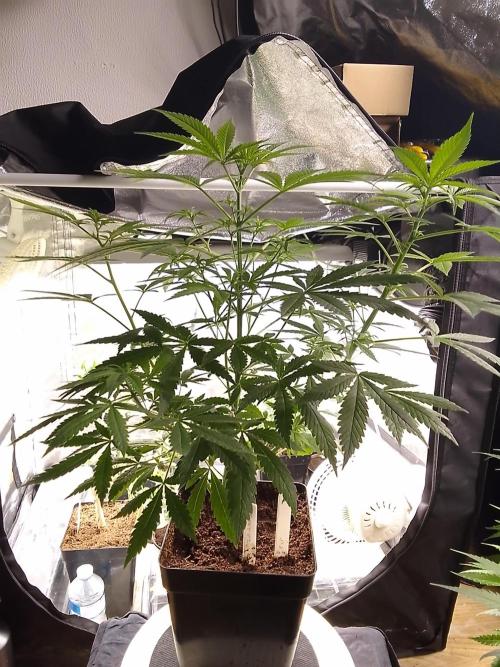 SUNSET SHERBET GO FAST. Week 6