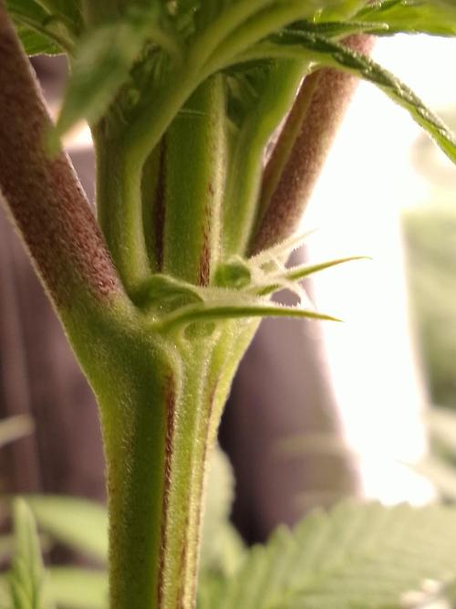 CANDY CREAM GO FAST. Week 7