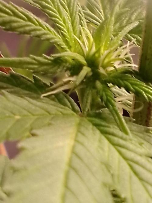 CANDY CREAM GO FAST. Week 7
