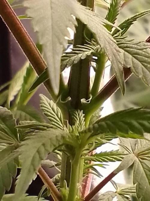 CANDY CREAM GO FAST. Week 7
