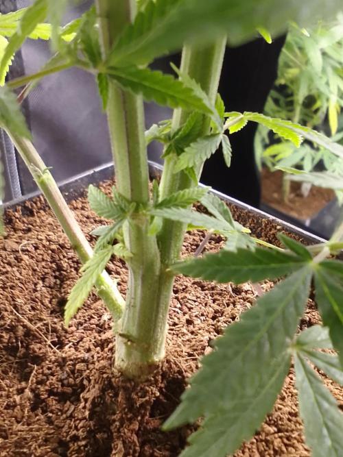 CANDY CREAM GO FAST. Week 7