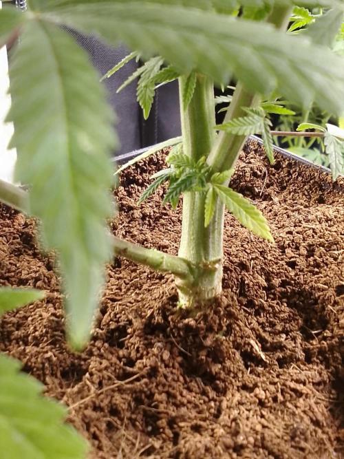 CANDY CREAM GO FAST. Week 7