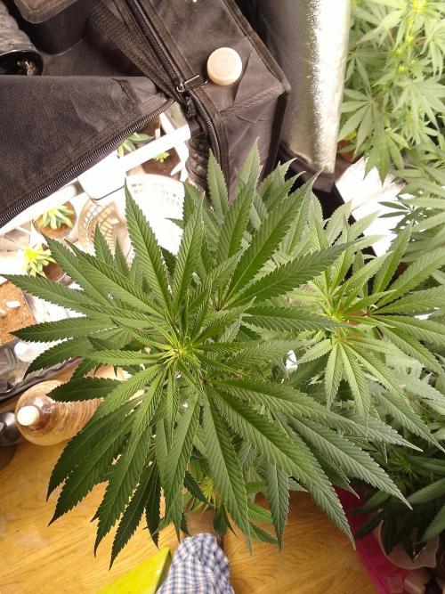 CANDY CREAM GO FAST. Week 7