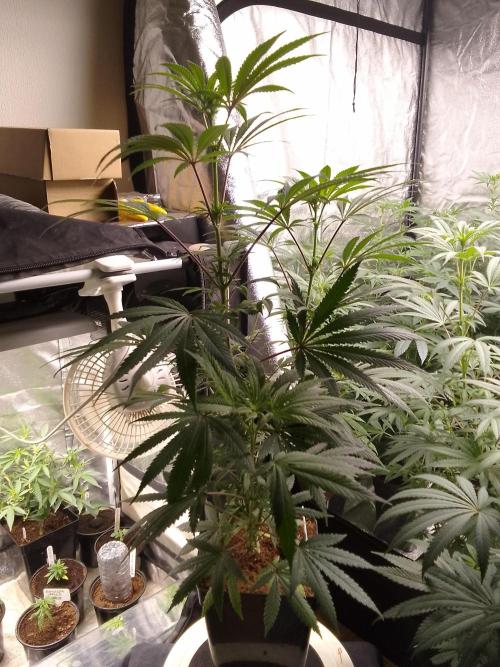 CANDY CREAM GO FAST. Week 7