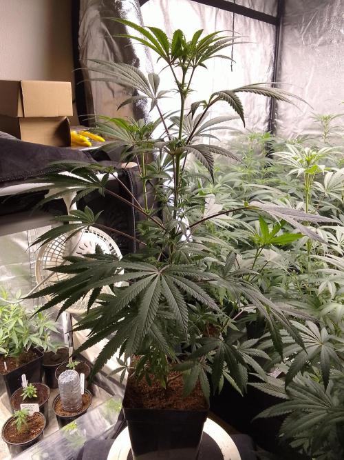 CANDY CREAM GO FAST. Week 7