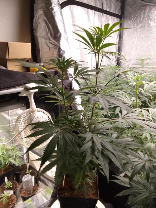 CANDY CREAM GO FAST. Week 7