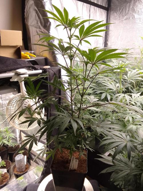 CANDY CREAM GO FAST. Week 7