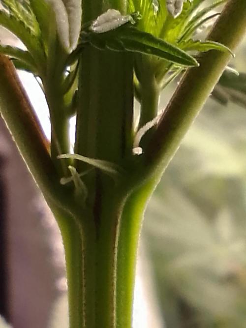 CANDY CREAM GO FAST. Week 7